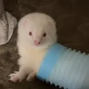 Msの画像