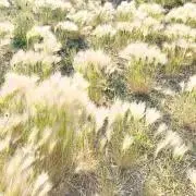 Chebuの画像
