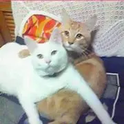 yu-ka