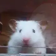 ずにゃん★の画像