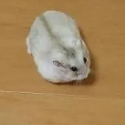 ★でこぽん★