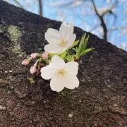 たろう。の画像