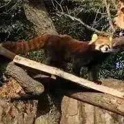 アライグマ