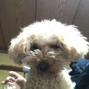 はらだ