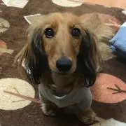 しょうこ