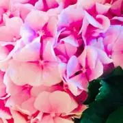 はちみつハニー♪(๑ᴖ◡ᴖ๑)♪の画像