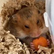 はむ[※土日祝発送遅れることがあります]の画像