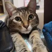 アングラーズの画像