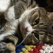koamu