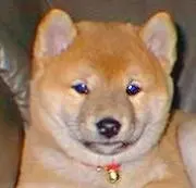 愛犬命の画像