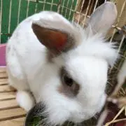 うさぎの画像
