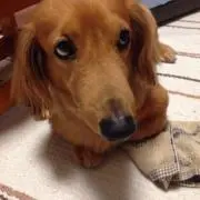 チソン