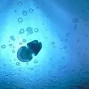 Satomiの画像