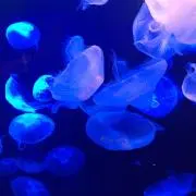 りんご