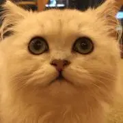 OBの画像