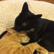 梅