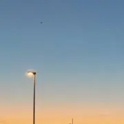 ぴーの画像
