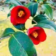 kannnaの画像