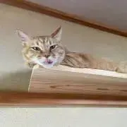 ゆさこ