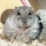 ぽちゃんの画像