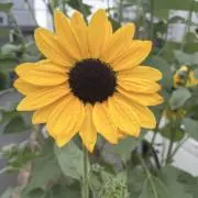 おもちの画像