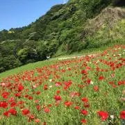 ryu.の画像