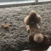 涼