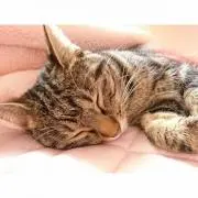 のえる【プロフ必読】の画像