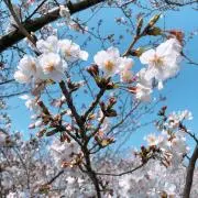 はっしー