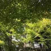Ninaの画像