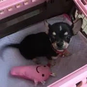 りんまま