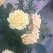 ♩