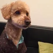 モコミント