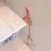 annの画像