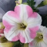 Kの画像