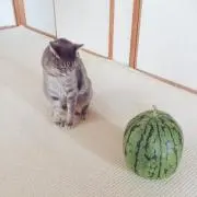 t *の画像