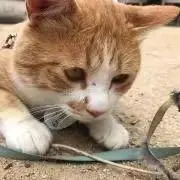 Tatsuの画像
