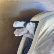 シーバの画像