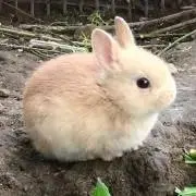 ハモの画像