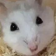 Kazamaの画像