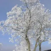 チャー