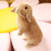 うさぽんぬ