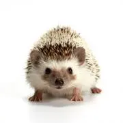 BoscoPascoの画像