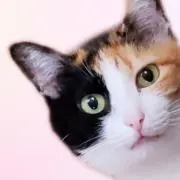 はまちの画像
