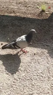 鳩の画像