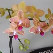 さっちゃん