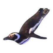 あやかん