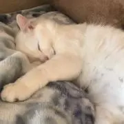 にゃんの画像