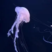 ミサキの画像