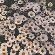 rinaの画像